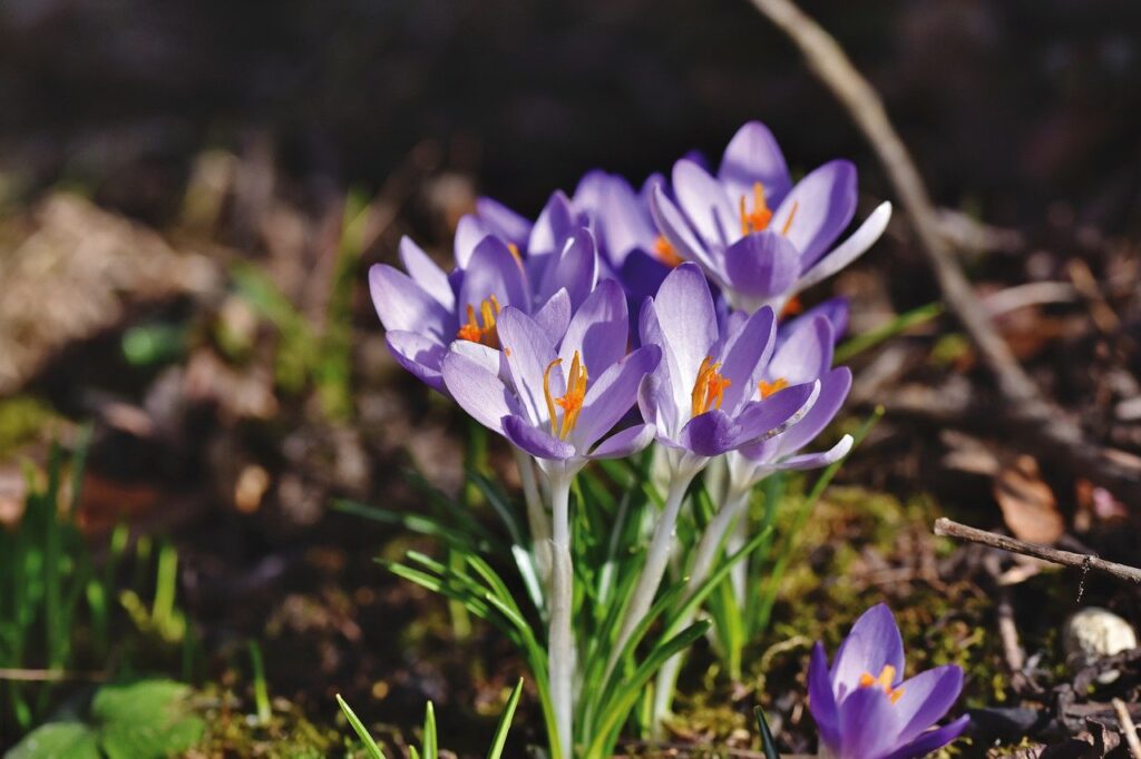 crocus, iris, flowers