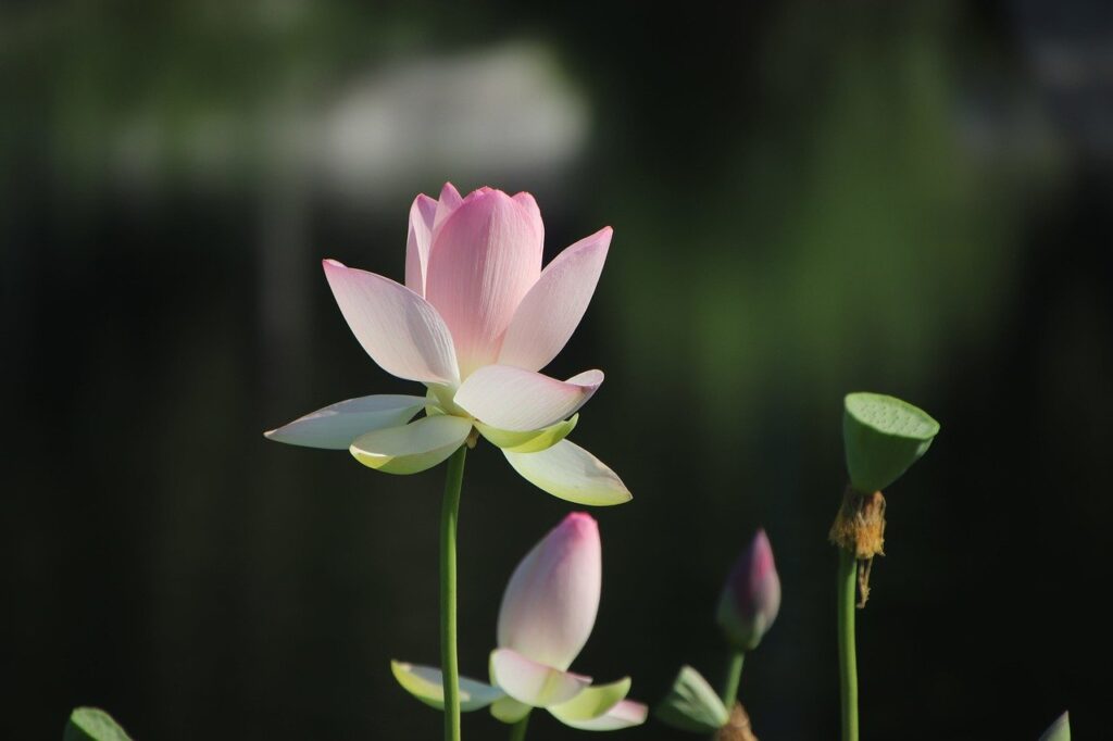 lotus, flower, plant